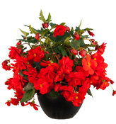 Hanging Basket Begonias