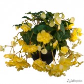 Yellow Hanging Basket Begonia, Yellow Hanging Basket Tuberous Begonia, AmeriHybrid Yellow Hanging Basket Tuberous Begonia