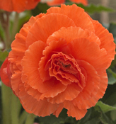 Ruffled Begonias