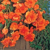 Orange Hanging Basket Begonia Seeds, Orange Trailing Begonia Seeds