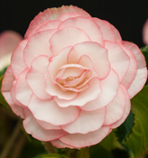 On Top Begonias, On Top Tuberous Begonias