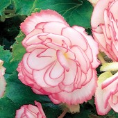 On Top Begonia Seed Pink Halo