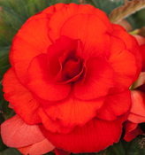 Roseform Begonias