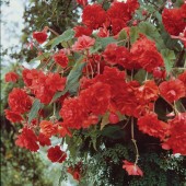 Scarlet Hanging Basket Begonia Seed