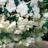 White Hanging Basket Begonia Seed