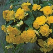 Yellow Hanging Basket Begonia Seed