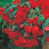 Red Hanging Basket Begonia Seeds, Red Trailing Begonia Seeds