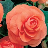 Salmon Roseform Begonia Seed