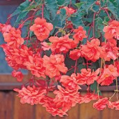 Salmon Hanging Basket Begonia Seeds, Salmon Trailing Begonia Seeds