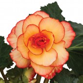 Sunburst Picotee Begonia, Sunburst Picotee Tuberous Begonia, AmeriHybrid Sunburst Picotee Tuberous Begonia