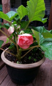 customer review begonia bulbs