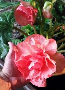 customer review begonia bulbs