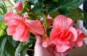 customer review begonia bulbs